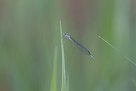 Coenagrion puella